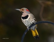 0J6A4993Northern_Flicker copy