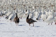 0J6A5037Snow_Geese_Flock copy