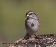 0J6A5056American_Tree-Sparrow copy