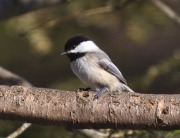 0J6A5071Chickadee