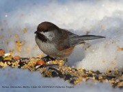 0J6A5073Boreal_Chickadee copy