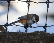 0J6A5111Boreal_Chickadee copy
