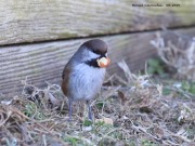 0J6A5118Boreal_Chickadee copy