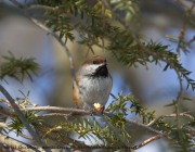 0J6A5128Boreal_Chickadee copy