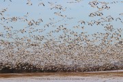 0J6A5179Snow_Geese_Flock copy