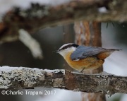 0J6A8758Red-breasted_Nuthatch