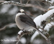 0J6A8769Gray_Jay copy