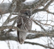0J6A8964Great_Gray_Owl
