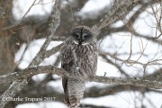 0J6A8972Great_Gray_Owl