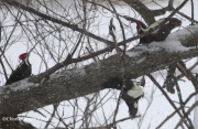 0J6A9023Female_Pileated_Fight