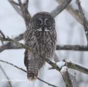 0J6A9072Great_Gray_Owl
