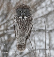 0J6A9555Great_Gray_Owl