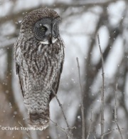 0J6A9559Great_Gray_Owl