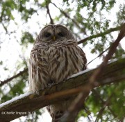 6S3A6260Barred_owl copy