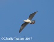 6S3A6784Iceland_Gull copy