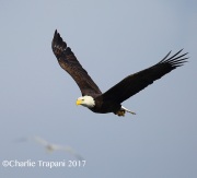 6S3A6848Bald_Eagle copy