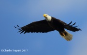 6S3A6851Bald_Eagle copy