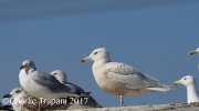 6S3A7287Glaucous_Gull