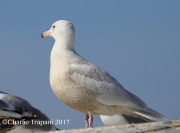 6S3A7302Glaucous_Gull