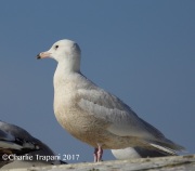 6S3A7305Glaucous_Gull