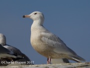 6S3A7308Glaucous_Gull