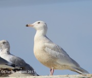 6S3A7314Glaucous_Gull