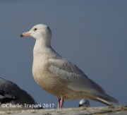 6S3A7318Glaucous_Gull