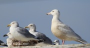 6S3A7328Glaucous_Gull