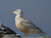 6S3A7334Glaucous_Gull