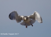 6S3A7366Herring_Gull