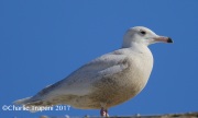 6S3A7400Glaucous_Gull