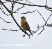 6S3A7633Red-Crossbill