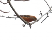 6S3A7639Red_Crossbill
