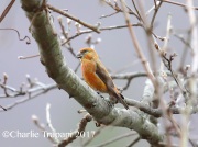 6S3A7656Red_Crossbill