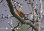 6S3A7659Red-Crossbill