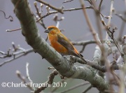 6S3A7664Red_Crossbill