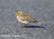 6S3A7694Horned_Lark
