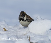 6S3A7703Lapland_Longspur
