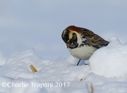 6S3A7707Lapland_Longspur