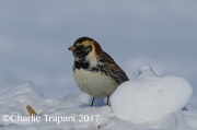 6S3A7710Lapland_Longspur