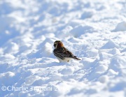 6S3A7719Lapland_Longspur