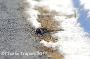 6S3A7723Lapland_Longspur