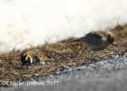 6S3A7734Lapland_Longspur