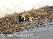 6S3A7734Lapland_Longspur_1