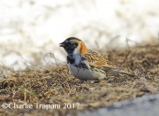 6S3A7743Lapland_Longspur
