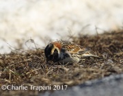 6S3A7745Lapland_Longspur