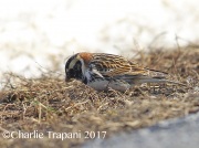 6S3A7746Lapland_Longspur