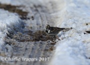 6S3A7751Lapland_Longspur