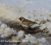 6S3A7755Lapland_Longspur