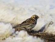 6S3A7774Lapland_Longspur